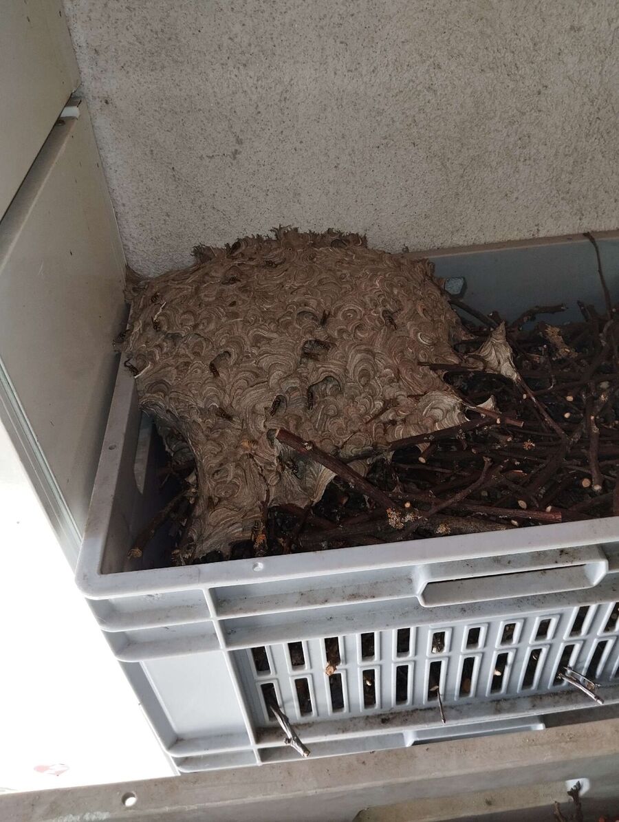 Hornissenbekämpfung