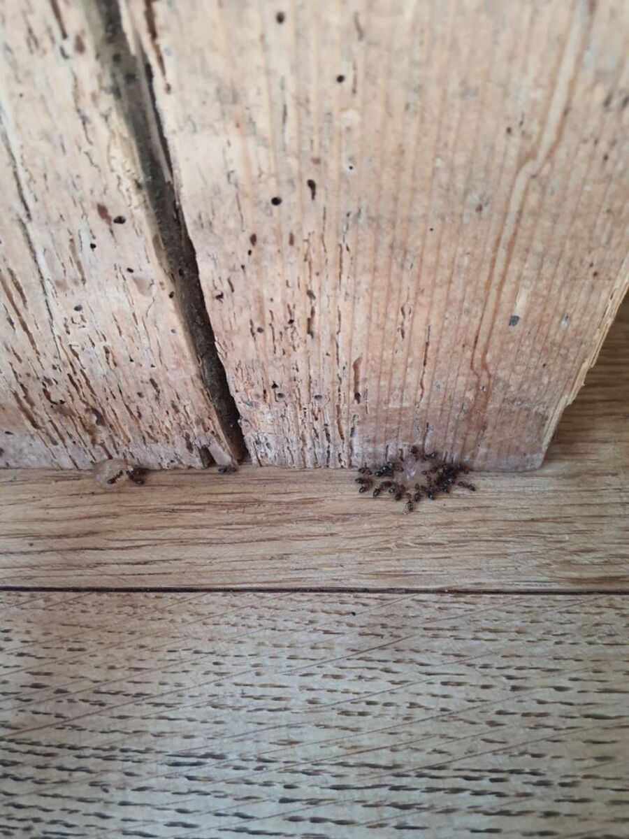 Ameisen sammeln sich am Fuss eines Holzbalkens in Baar (6340, Kanton Zug), wo ein Kammerjaeger Massnahmen ergreifen muss.