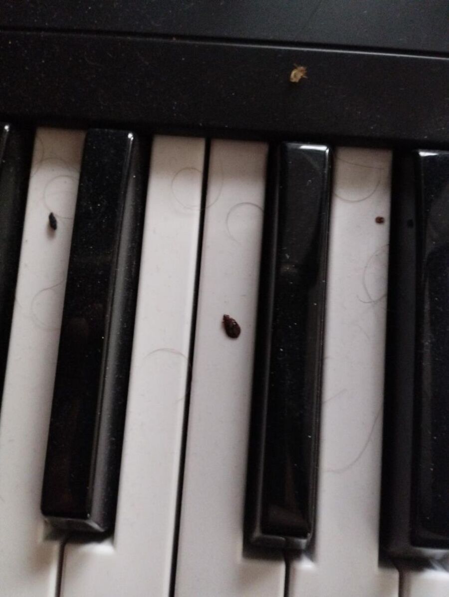 Auf einer Klaviertastatur in Baar (6340, Kanton Zug) liegen Insektenreste, die von einem Kammerjaeger untersucht oder beseitigt werden muessen.