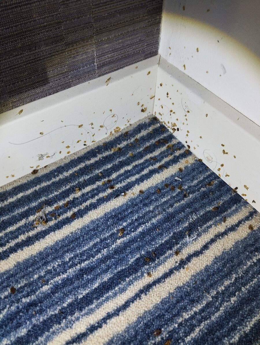 Bettwanzen_bekaempfen