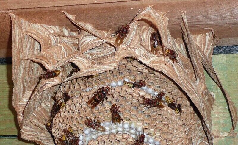 Asiatischen Hornissen vertreiben