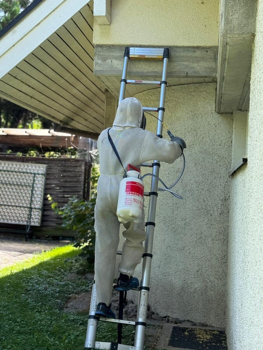 In Cham (6330, Kanton Zug), arbeitet ein Kammerjaeger in Schutzkleidung auf einer Leiter und behandelt den Bereich unter dem Dach eines Wohnhauses.