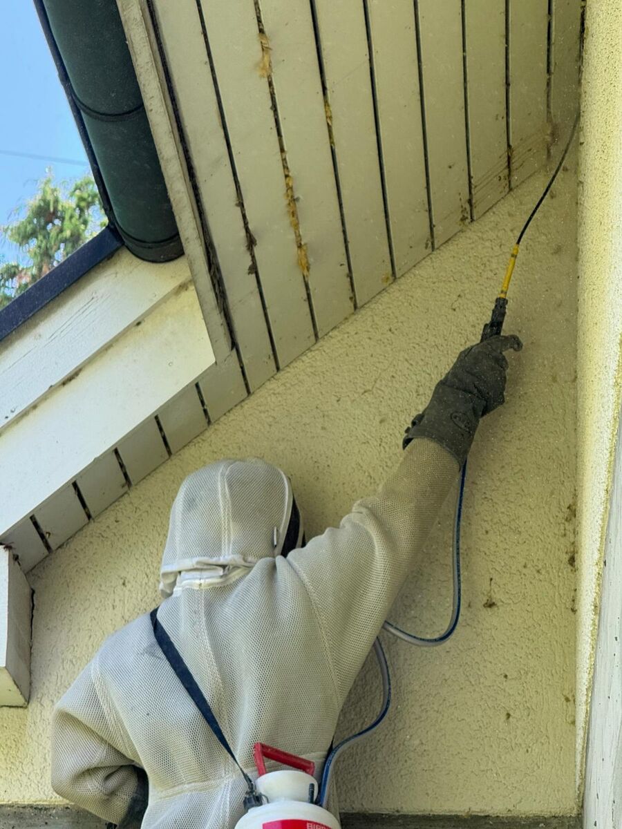 In Cham (6330, Kanton Zug), sprueht ein Kammerjaeger im Schutzanzug ein Insektizid unter die Dachverschalung.