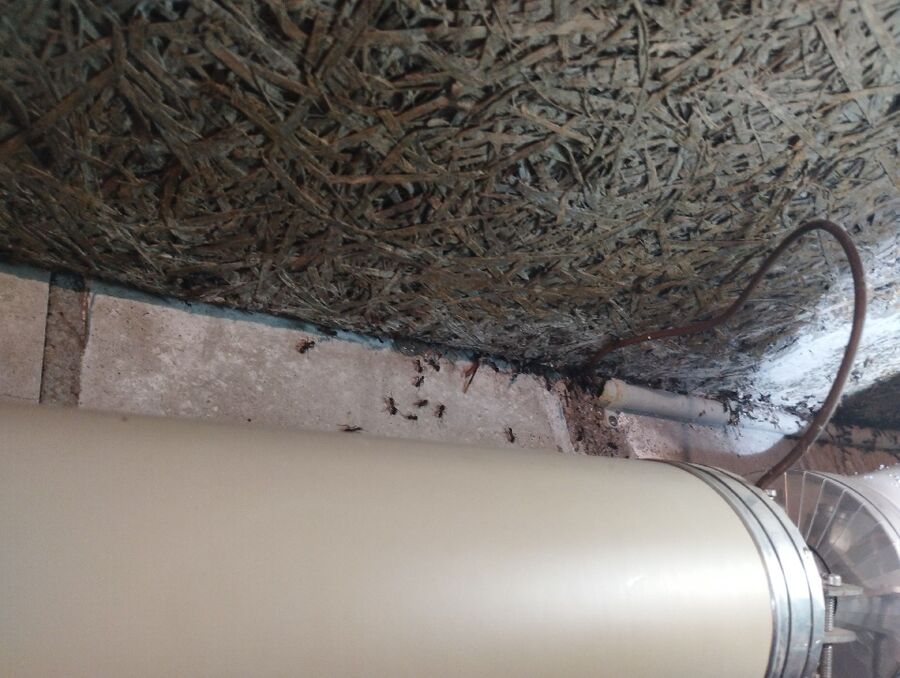 ameisen_vertreiben_bekaempfen_entfernen (436).jpeg