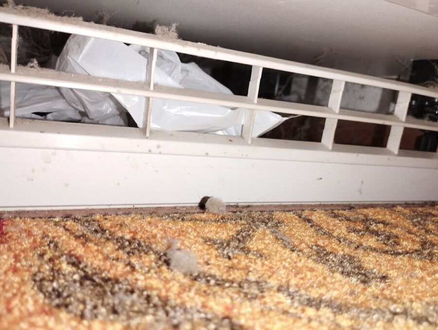 Unter einer Belueftung in Walchwil (6318, Kanton Zug), sind kleine Partikel sichtbar, die auf ein verborgenes Wespennest hindeuten koennen.