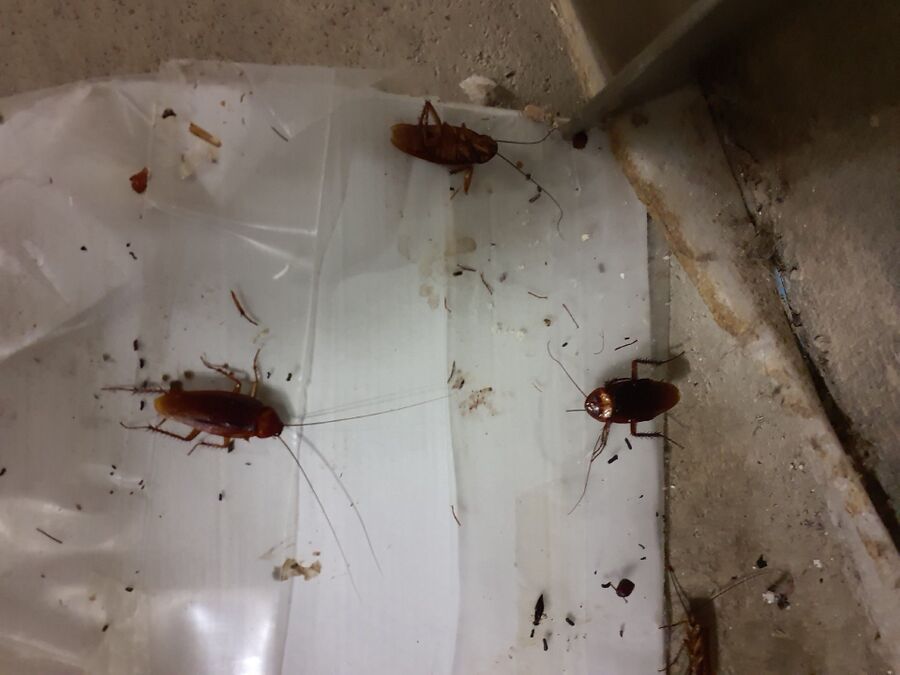 Schaben & Kakerlakenbekämpfung