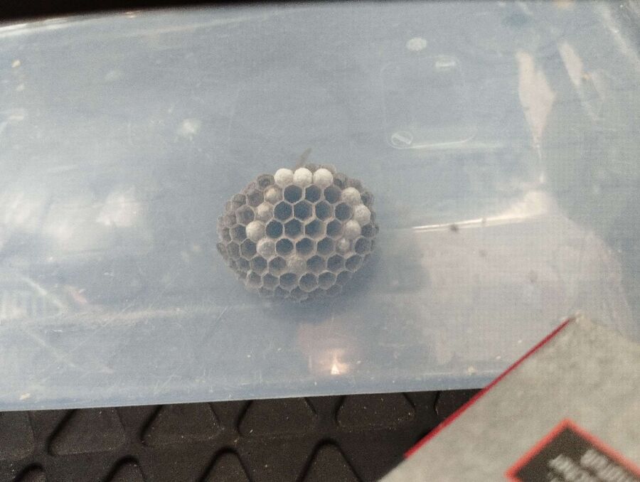 Ein sechseckiges Wespennest mit verdeckelten Brutzellen befindet sich in Cham (6330, Kanton Zug), in einer durchsichtigen Box.