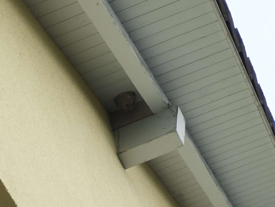 Unter einem Dachvorsprung in Menzingen (6313, Kanton Zug), haengt ein deutlich sichtbares Wespennest an der Hausfassade.