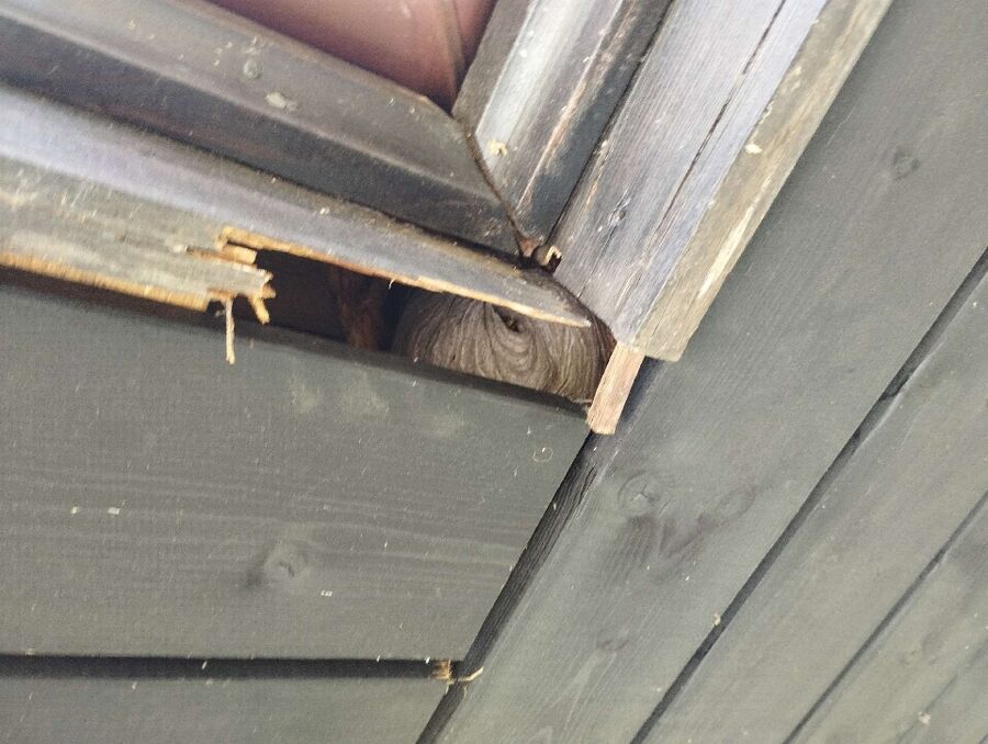 Unter einer Holzverschalung am Dach in Neuheim (6345, Kanton Zug), sitzt ein rundes Wespennest im geschützten Bereich.