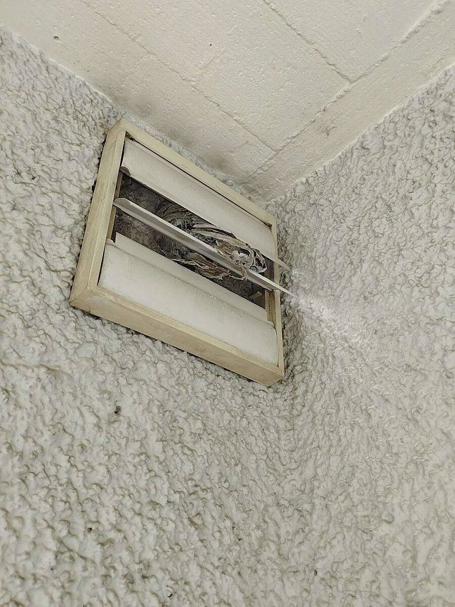 In einem Wandluefter in Unterägeri (6314, Kanton Zug), befindet sich ein sichtbares Wespennest zwischen den Lamellen.