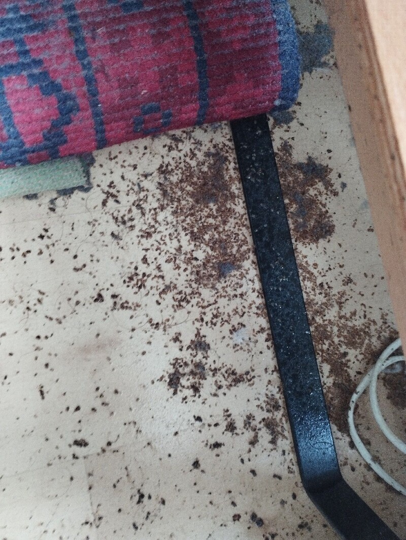 Unter einem Teppich in Cham (6330, Kanton Zug), liegen zahlreiche dunkle Partikel, die auf starken Insektenbefall hindeuten.