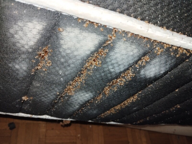 An einer Matratze in Cham (6330, Kanton Zug), sind deutliche Spuren von Insektenbefall mit zahlreichen dunklen Rueckstaenden erkennbar.