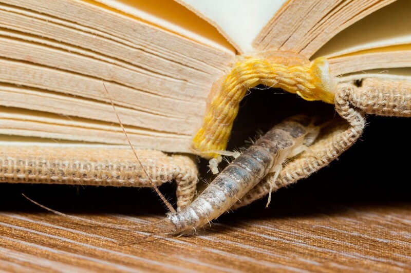 Silberfischbekämpfung