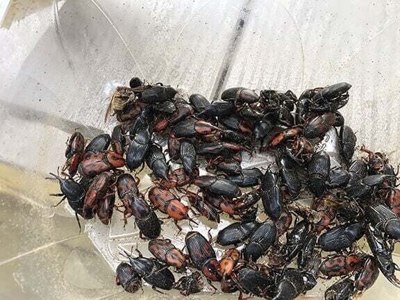 In Cham (6330, Kanton Zug), befinden sich zahlreiche schwarze und rote Kafer dicht zusammengedraengt in einem Behaelter.