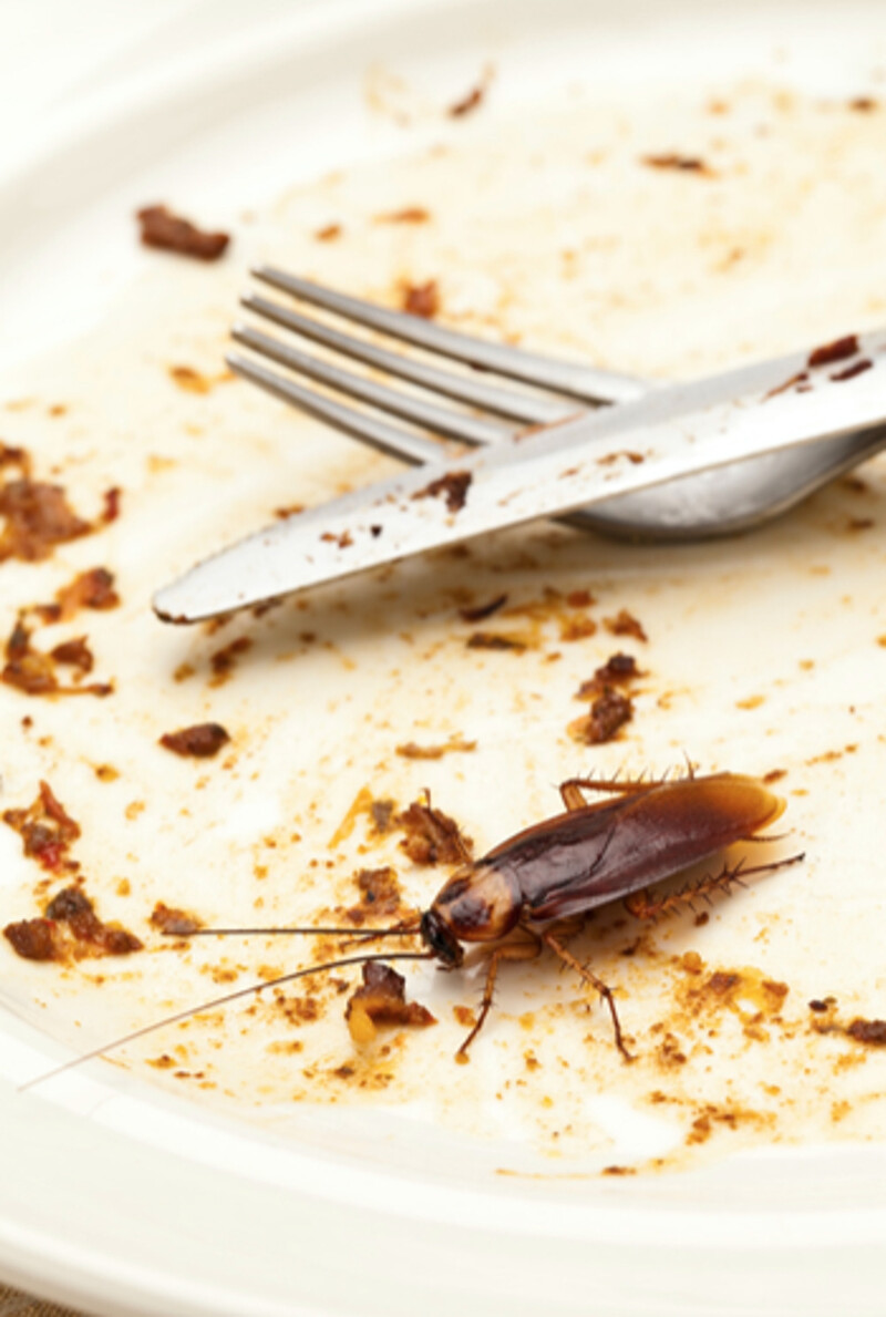 Schaben & Kakerlakenbekämpfung