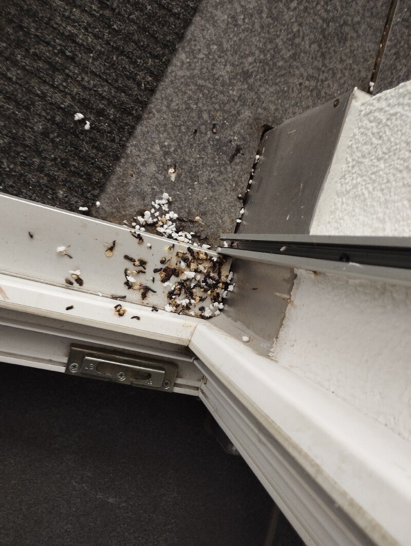 Vor einer Tuerschwelle in Cham (6330, Kanton Zug), liegen zahlreiche tote Wespen und Nestreste, die auf ein entferntes Wespennest hinweisen.