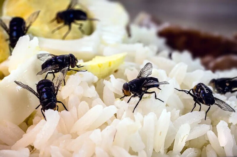 Mehrere Fliegen sitzen in Cham (6330, Kanton Zug), auf gekochtem Reis und Essensresten.