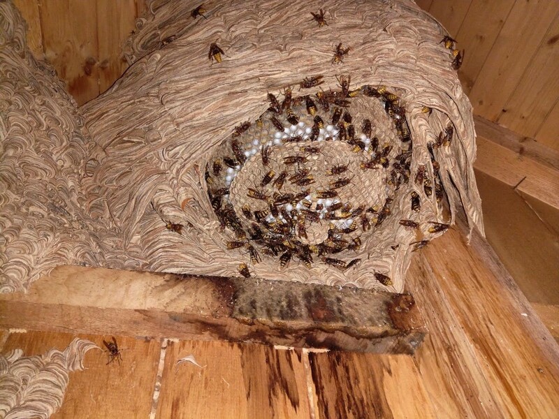 Hornissenbekämpfung