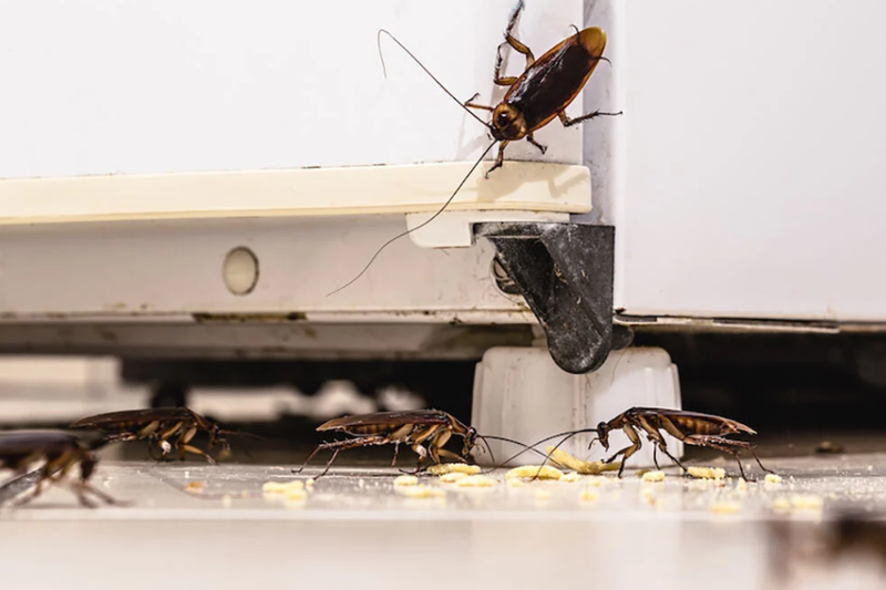 Mehrere Kakerlaken bewegen sich in Cham (6330, Kanton Zug), unter einem Küchenschrank und fressen verstreute Essensreste.
