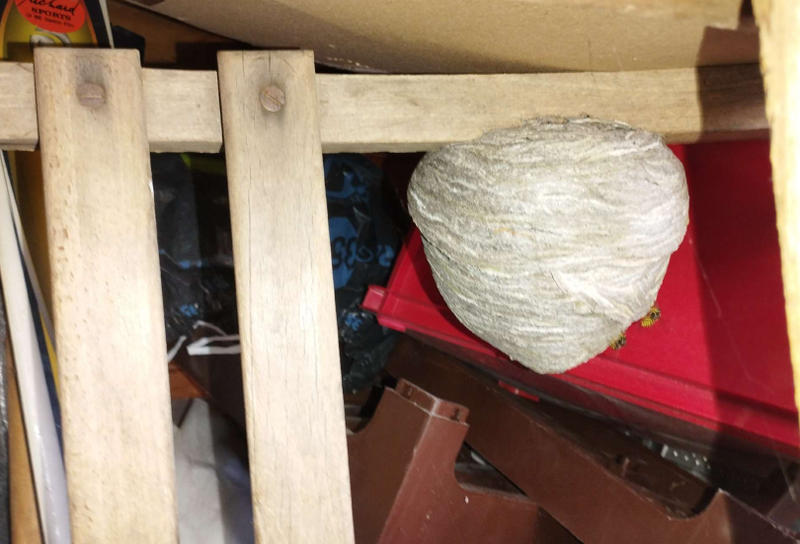 Ein grosses, rundes Wespennest haengt in Cham (6330, Kanton Zug), unter einer Holzlatte in einem Abstellbereich.